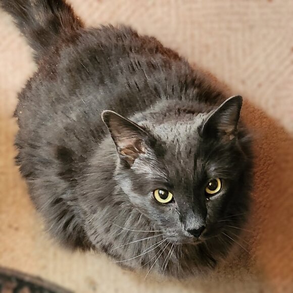 Meet your Posher, Elvaerwyn! - Picture 4 of 15